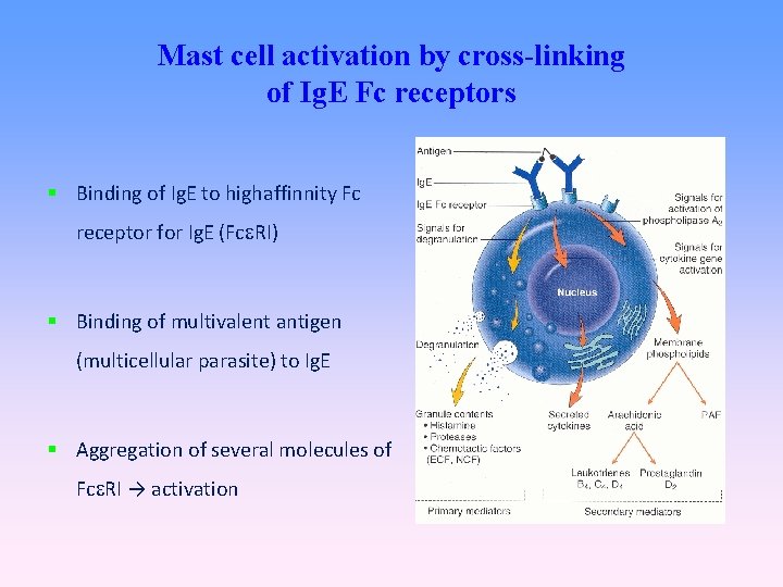 Mast cell activation by cross-linking of Ig. E Fc receptors Binding of Ig. E