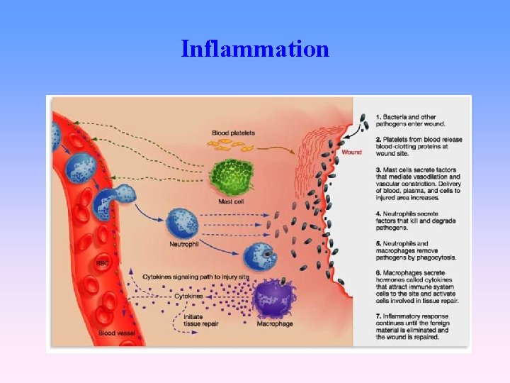 Inflammation 