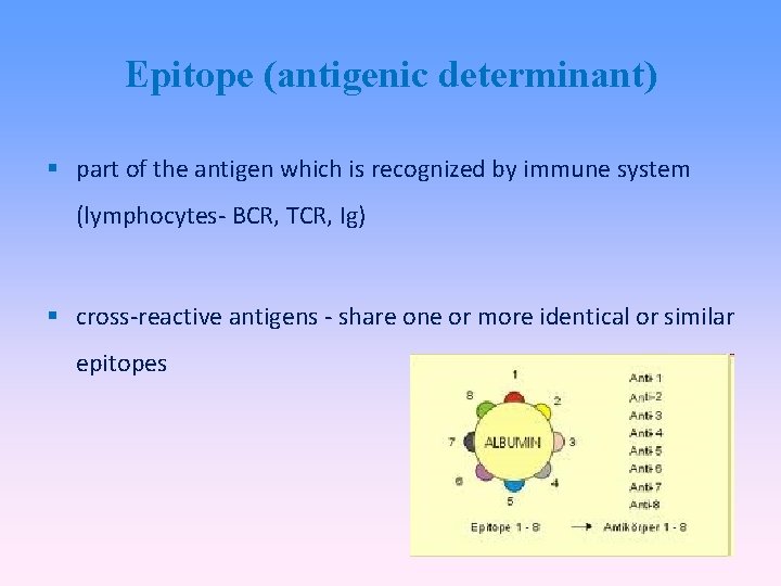 Epitope (antigenic determinant) part of the antigen which is recognized by immune system (lymphocytes-