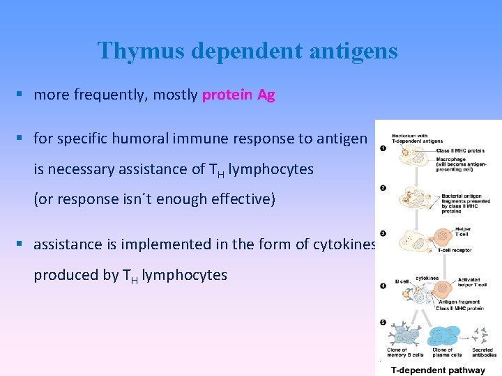 Thymus dependent antigens more frequently, mostly protein Ag for specific humoral immune response to