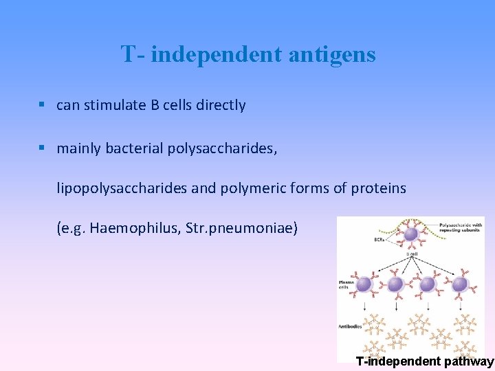 T- independent antigens can stimulate B cells directly mainly bacterial polysaccharides, lipopolysaccharides and polymeric