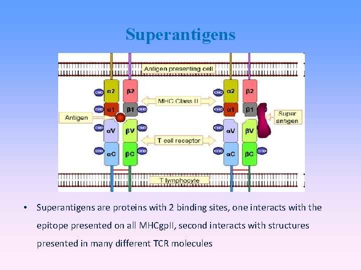 Superantigens • Superantigens are proteins with 2 binding sites, one interacts with the epitope