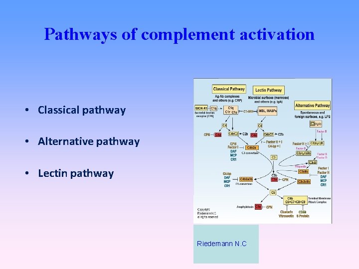 Pathways of complement activation • Classical pathway • Alternative pathway • Lectin pathway Riedemann