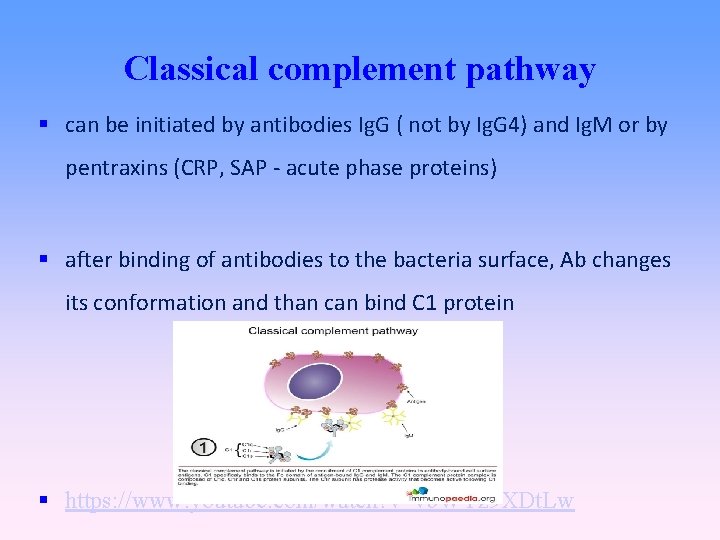 Classical complement pathway can be initiated by antibodies Ig. G ( not by Ig.