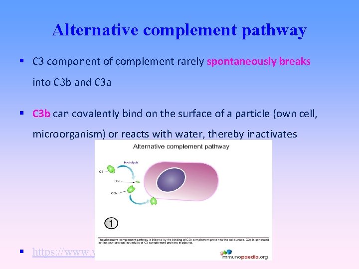 Alternative complement pathway C 3 component of complement rarely spontaneously breaks into C 3