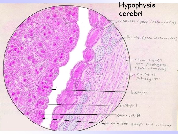 Hypophysis cerebri 