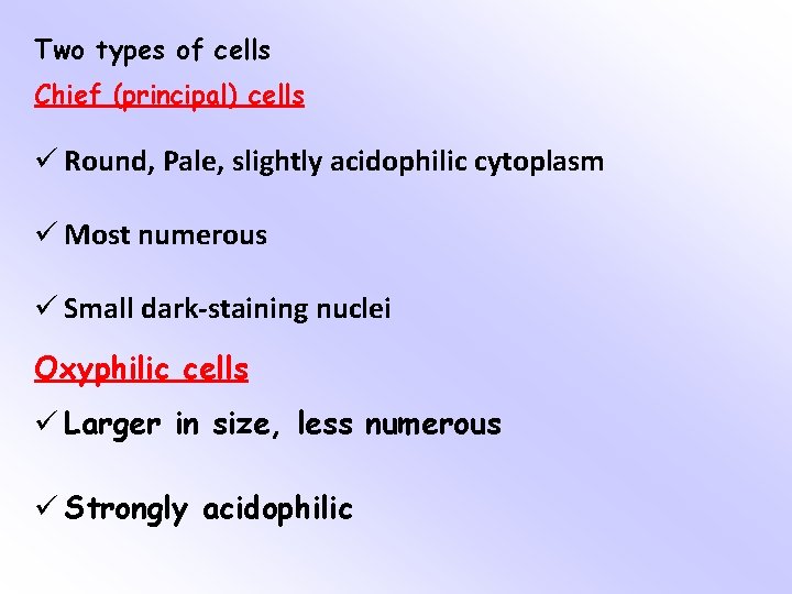 Two types of cells Chief (principal) cells ü Round, Pale, slightly acidophilic cytoplasm ü