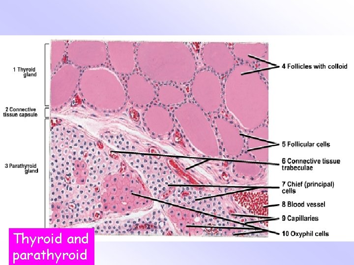 Thyroid and parathyroid 