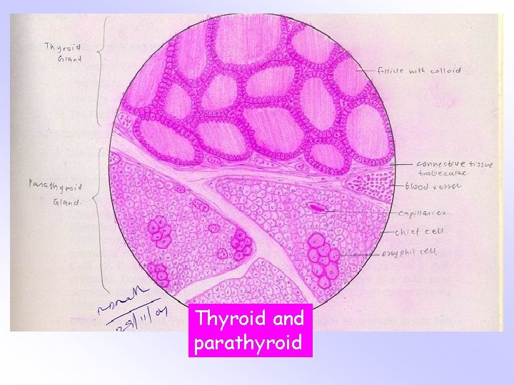 Thyroid and parathyroid 