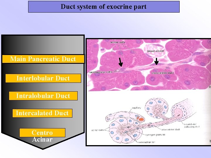 Duct system of exocrine part Main Pancreatic Duct Interlobular Duct Intralobular Duct Intercalated Duct