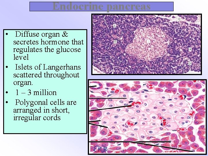 Endocrine pancreas • Diffuse organ & secretes hormone that regulates the glucose level •