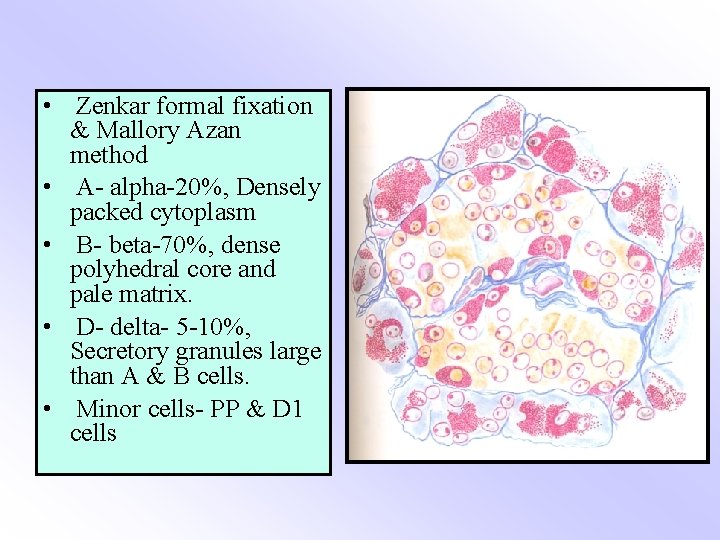  • Zenkar formal fixation & Mallory Azan method • A- alpha-20%, Densely packed