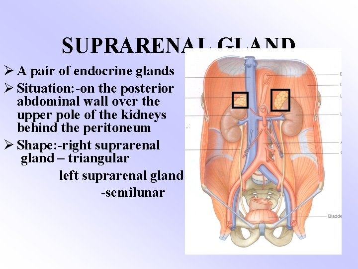 SUPRARENAL GLAND Ø A pair of endocrine glands Ø Situation: -on the posterior abdominal