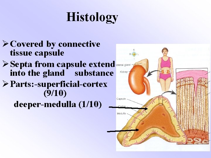 Histology ØCovered by connective tissue capsule ØSepta from capsule extend into the gland substance