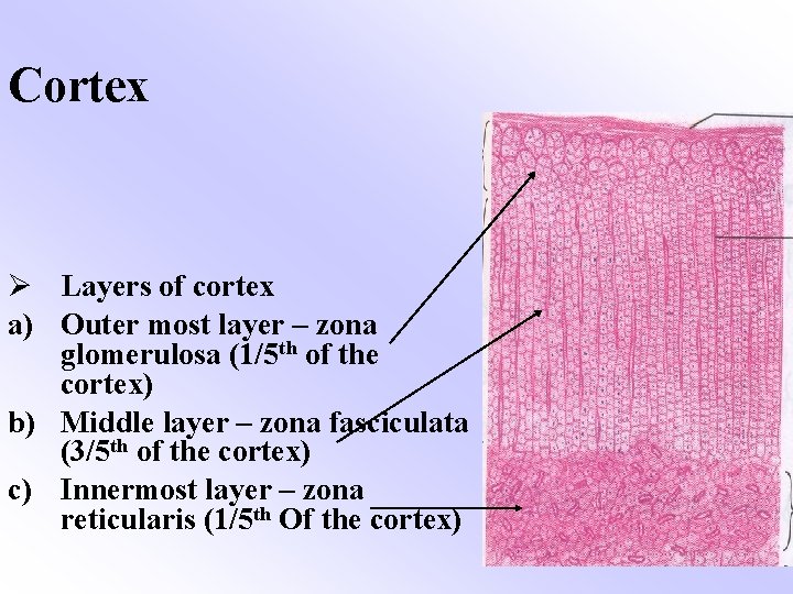 Cortex Ø Layers of cortex a) Outer most layer – zona glomerulosa (1/5 th