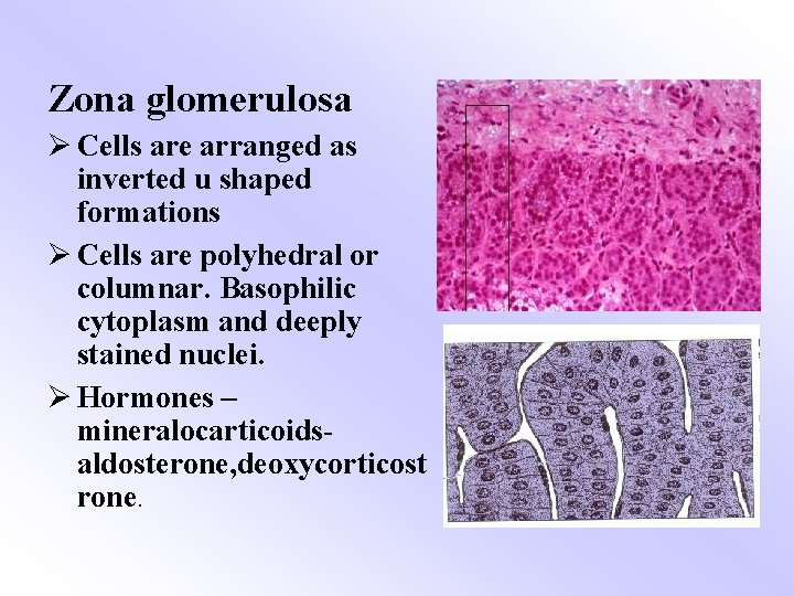 Zona glomerulosa Ø Cells are arranged as inverted u shaped formations Ø Cells are