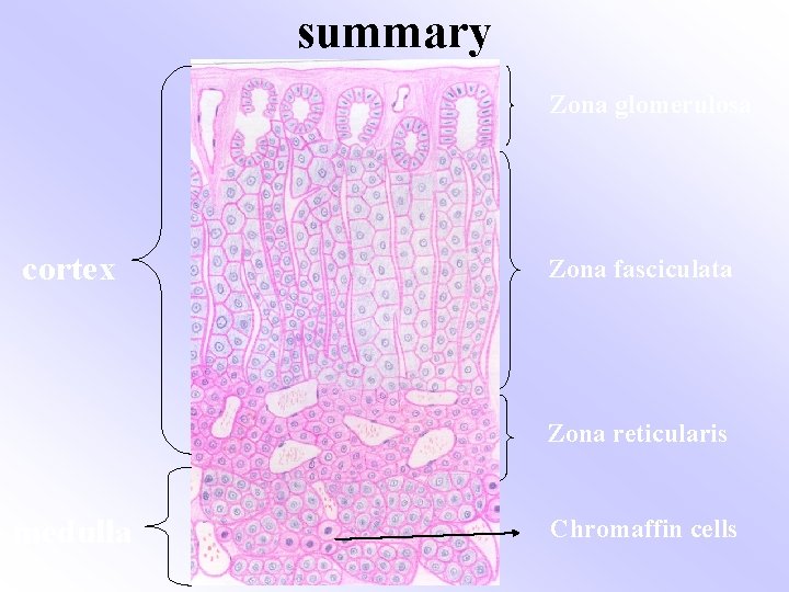 summary Zona glomerulosa cortex Zona fasciculata Zona reticularis medulla Chromaffin cells 