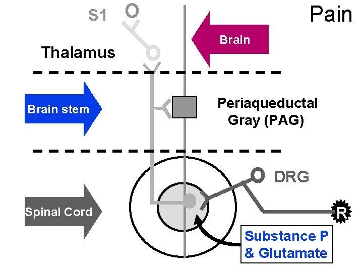 Pain S 1 Thalamus Brain stem Brain Periaqueductal Gray (PAG) DRG R Spinal Cord