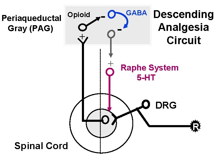 Periaqueductal Gray (PAG) Opioid - GABA - + + Descending Analgesia Circuit Raphe System