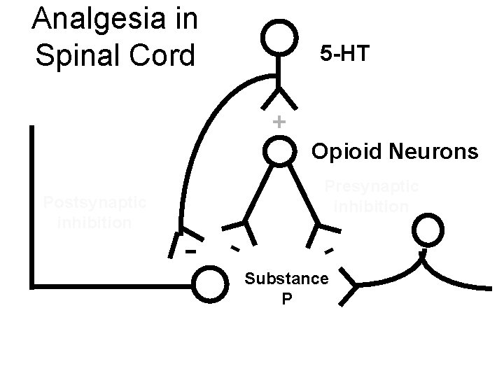 Analgesia in Spinal Cord 5 -HT + Opioid Neurons Postsynaptic inhibition Presynaptic inhibition -