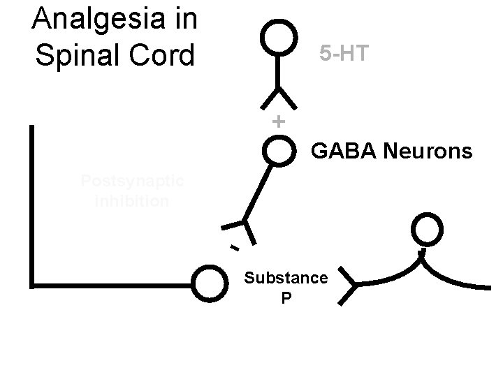 Analgesia in Spinal Cord 5 -HT + GABA Neurons Postsynaptic inhibition Substance P 