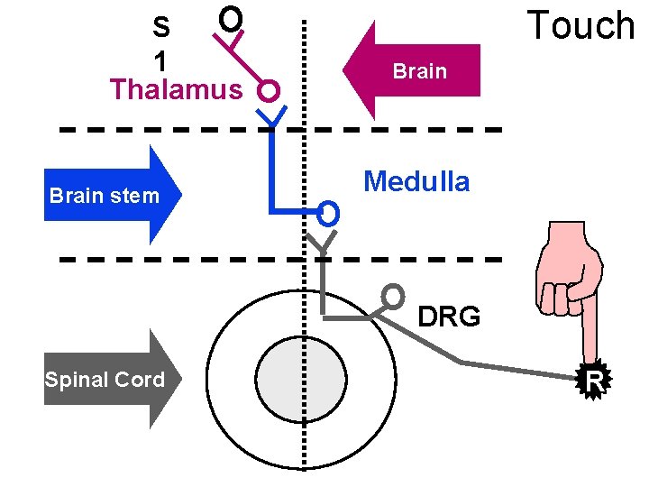S 1 Thalamus Brain stem Touch Brain Medulla DRG Spinal Cord R 