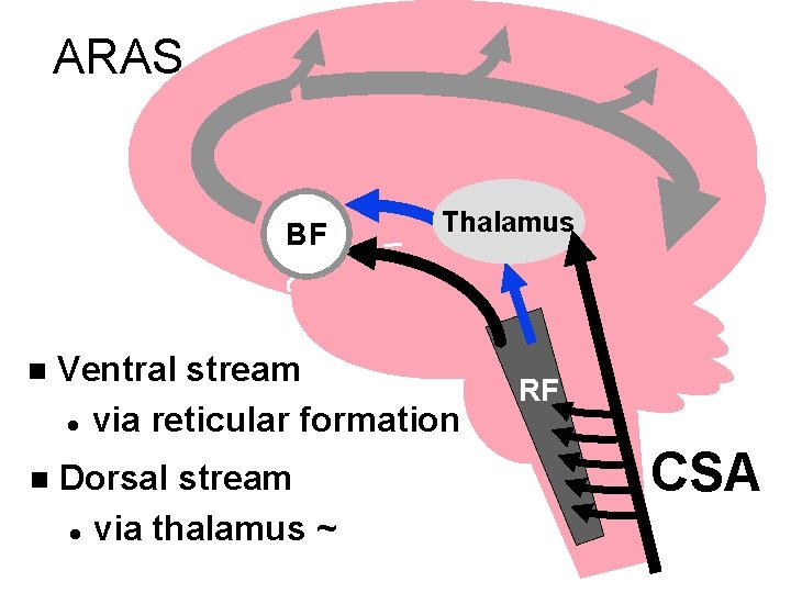 ARAS BF Thalamus n Ventral stream l via reticular formation n Dorsal stream l