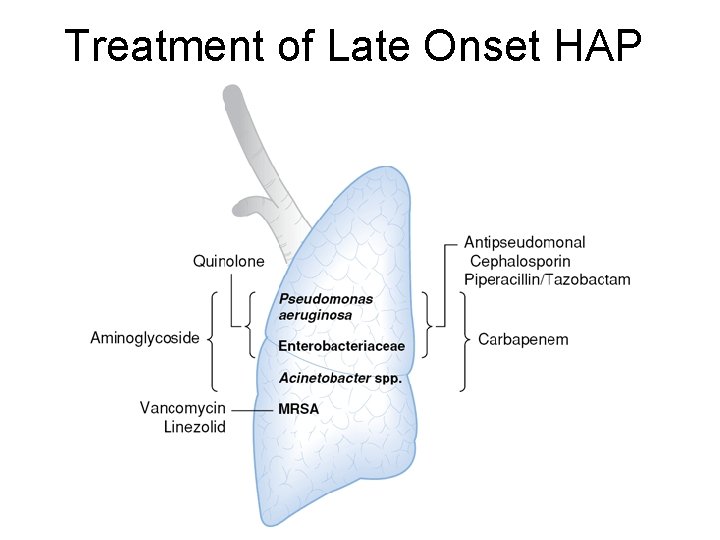 Treatment of Late Onset HAP 