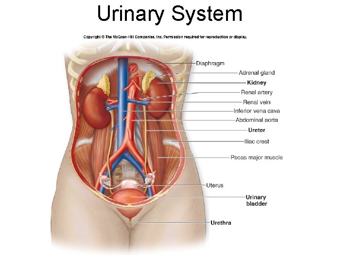 Urinary System 