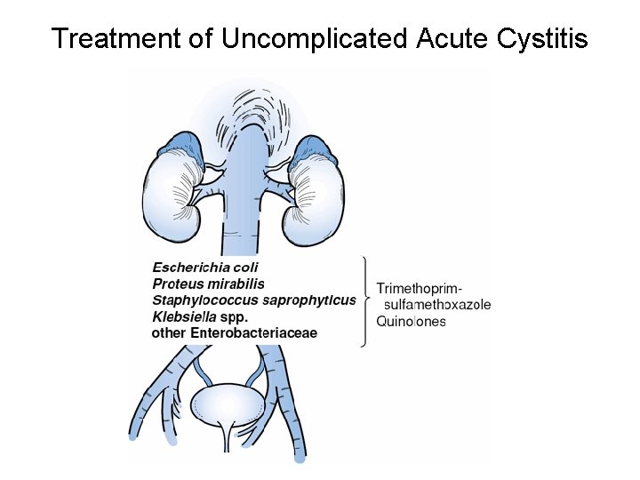 Treatment of Uncomplicated Acute Cystitis 