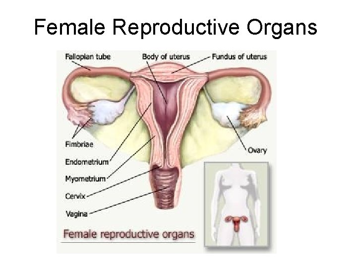 Female Reproductive Organs 