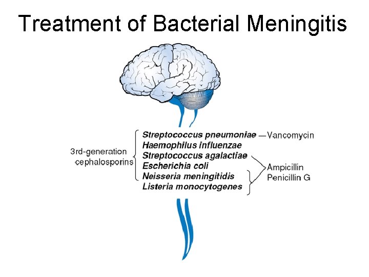 Treatment of Bacterial Meningitis 