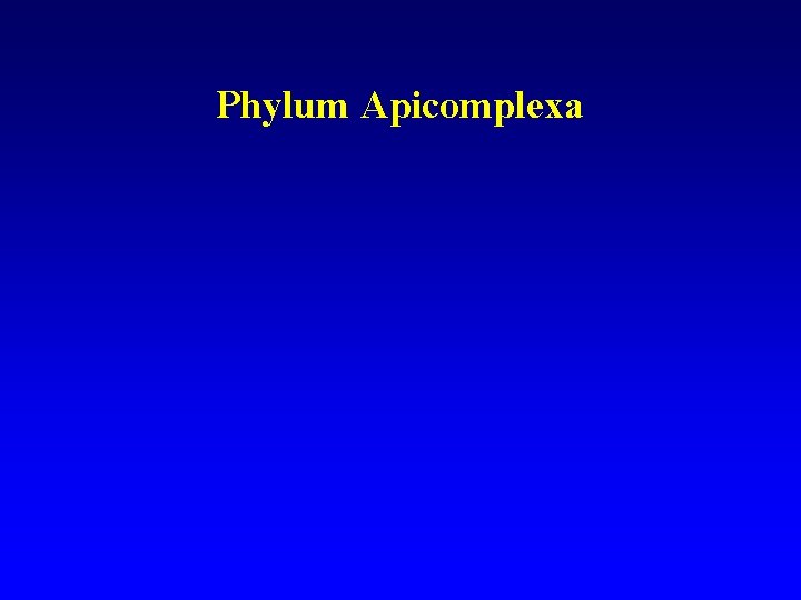 Phylum Apicomplexa Phylum Apicomplexa