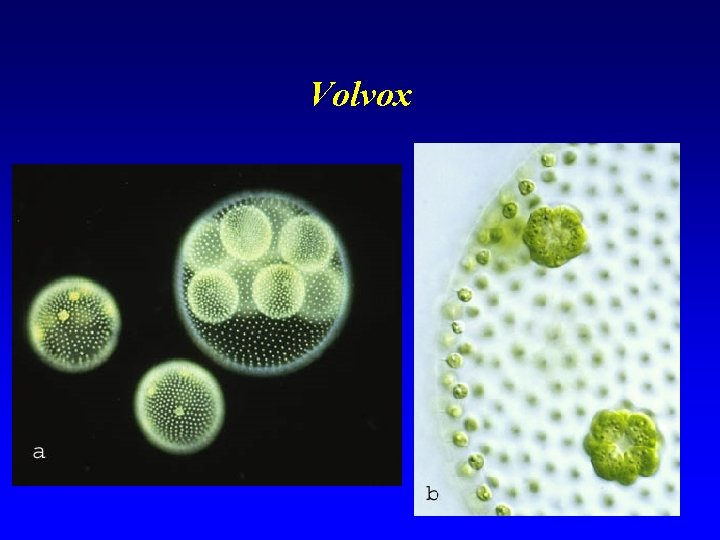 Volvox Volvox