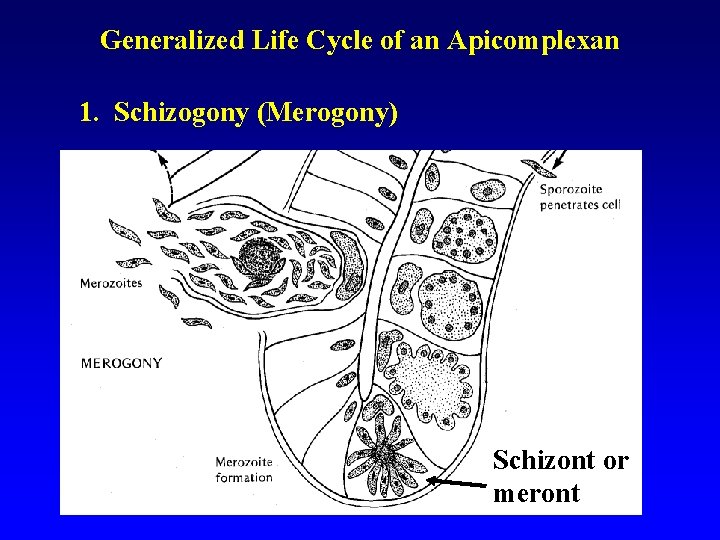 Generalized Life Cycle of an Apicomplexan 1. Schizogony (Merogony) Schizont or meront Generalized Life Cycle of an Apicomplexan 1. Schizogony (Merogony) Schizont or meront