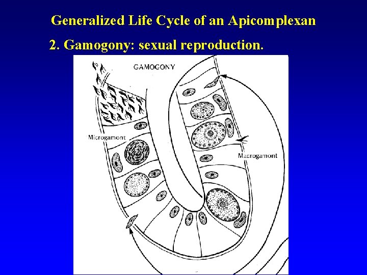 Generalized Life Cycle of an Apicomplexan 2. Gamogony: sexual reproduction. Generalized Life Cycle of an Apicomplexan 2. Gamogony: sexual reproduction.