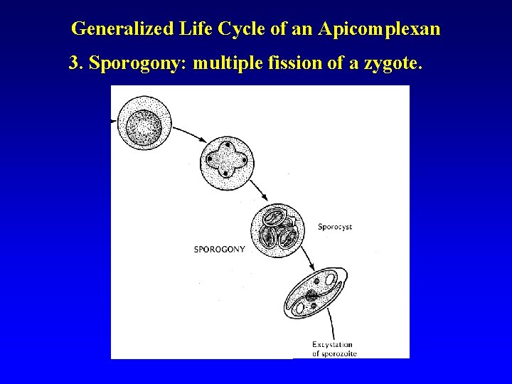 Generalized Life Cycle of an Apicomplexan 3. Sporogony: multiple fission of a zygote. Generalized Life Cycle of an Apicomplexan 3. Sporogony: multiple fission of a zygote.