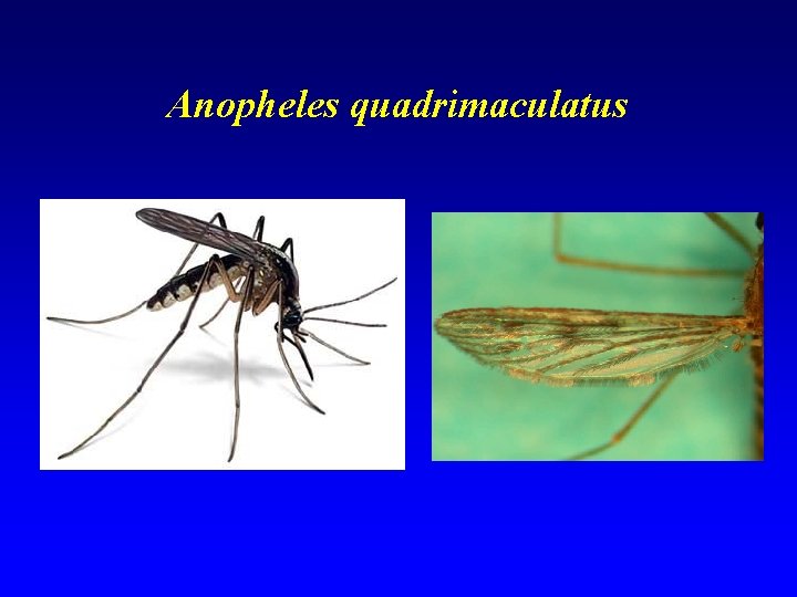 Anopheles quadrimaculatus Anopheles quadrimaculatus