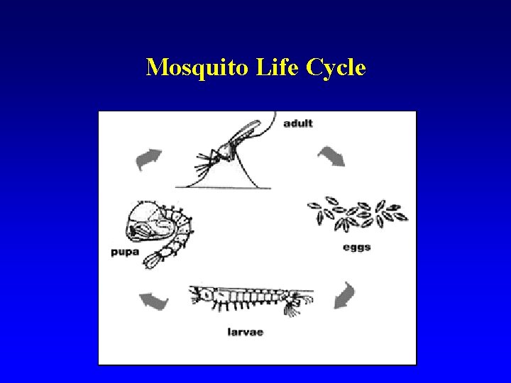 Mosquito Life Cycle Mosquito Life Cycle