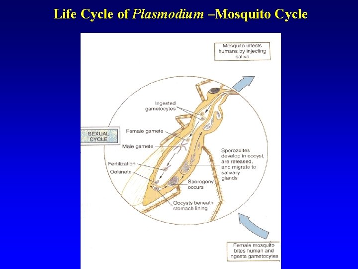Life Cycle of Plasmodium –Mosquito Cycle Life Cycle of Plasmodium –Mosquito Cycle