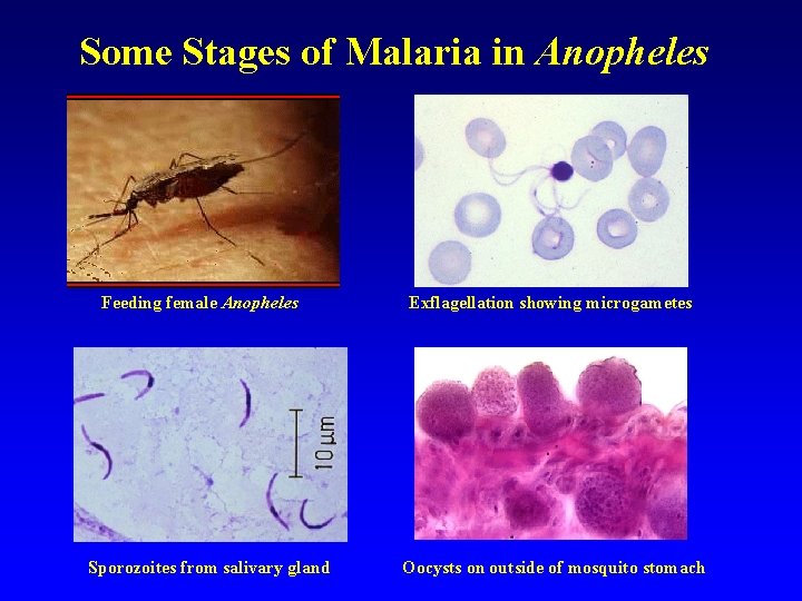 Some Stages of Malaria in Anopheles Feeding female Anopheles Sporozoites from salivary gland Exflagellation Some Stages of Malaria in Anopheles Feeding female Anopheles Sporozoites from salivary gland Exflagellation