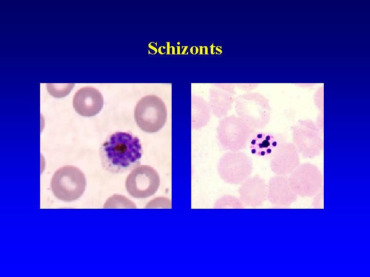 Schizonts Schizonts