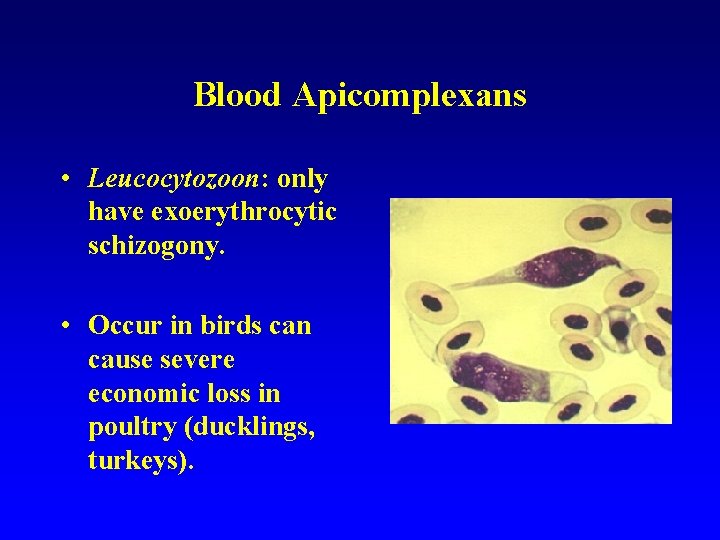 Blood Apicomplexans • Leucocytozoon: only have exoerythrocytic schizogony. • Occur in birds can cause Blood Apicomplexans • Leucocytozoon: only have exoerythrocytic schizogony. • Occur in birds can cause