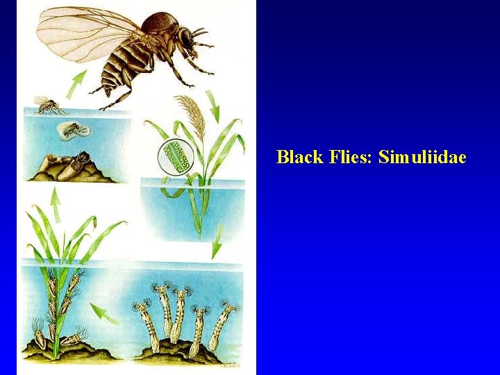 Black Flies: Simuliidae Black Flies: Simuliidae
