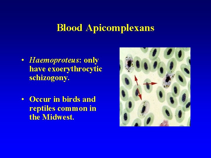 Blood Apicomplexans • Haemoproteus: only have exoerythrocytic schizogony. • Occur in birds and reptiles Blood Apicomplexans • Haemoproteus: only have exoerythrocytic schizogony. • Occur in birds and reptiles