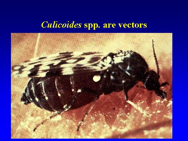 Culicoides spp. are vectors Culicoides spp. are vectors