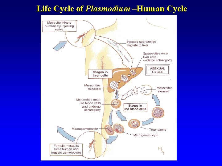 Life Cycle of Plasmodium –Human Cycle Life Cycle of Plasmodium –Human Cycle