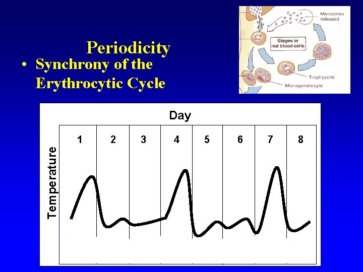 Periodicity • Synchrony of the Erythrocytic Cycle Day Temperature 1 2 3 4 5 Periodicity • Synchrony of the Erythrocytic Cycle Day Temperature 1 2 3 4 5