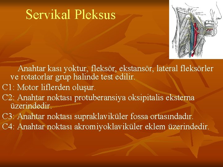 Servikal Pleksus Anahtar kası yoktur, fleksör, ekstansör, lateral fleksörler ve rotatorlar grup halinde test Servikal Pleksus Anahtar kası yoktur, fleksör, ekstansör, lateral fleksörler ve rotatorlar grup halinde test