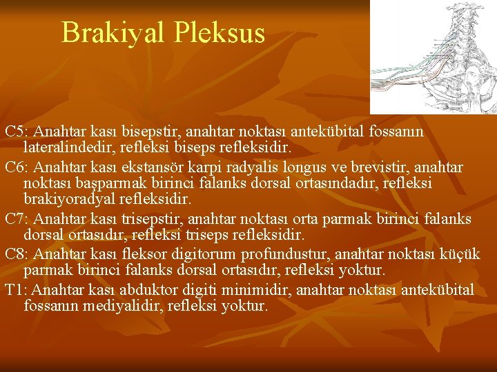 Brakiyal Pleksus C 5: Anahtar kası bisepstir, anahtar noktası antekübital fossanın lateralindedir, refleksi biseps Brakiyal Pleksus C 5: Anahtar kası bisepstir, anahtar noktası antekübital fossanın lateralindedir, refleksi biseps